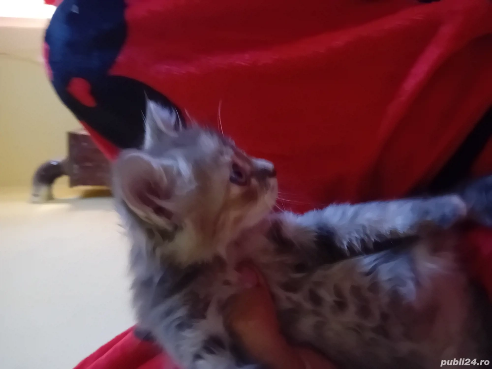 vand motanel britsh de 2 luni jumate 