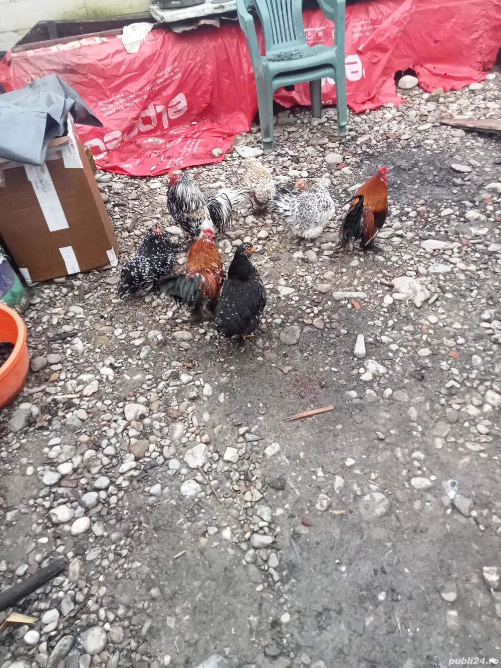 vând patru găini pitici și trei cocoși 