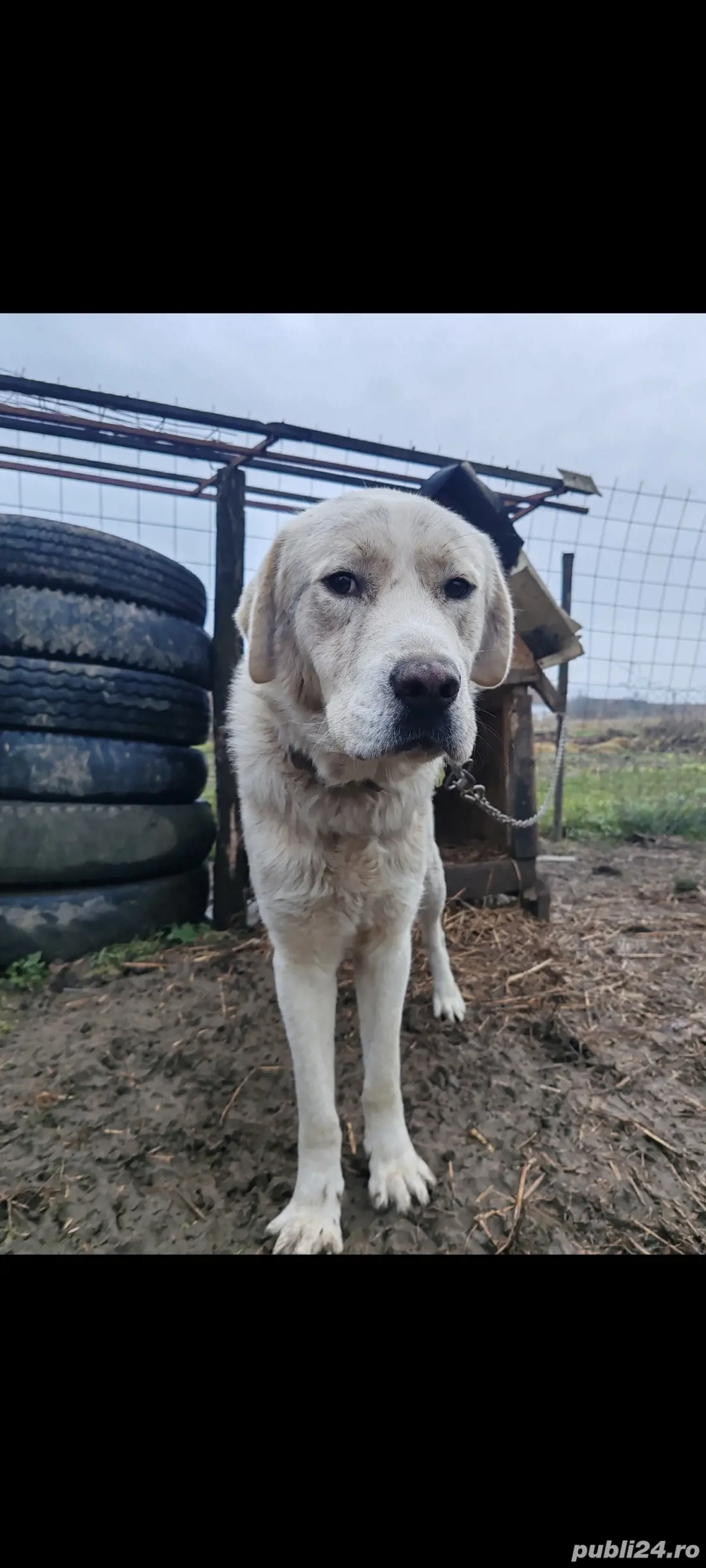 cățel Ciobanesc Asia Centrală 