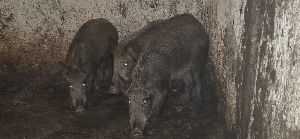 Purcei mistreț rasă pură