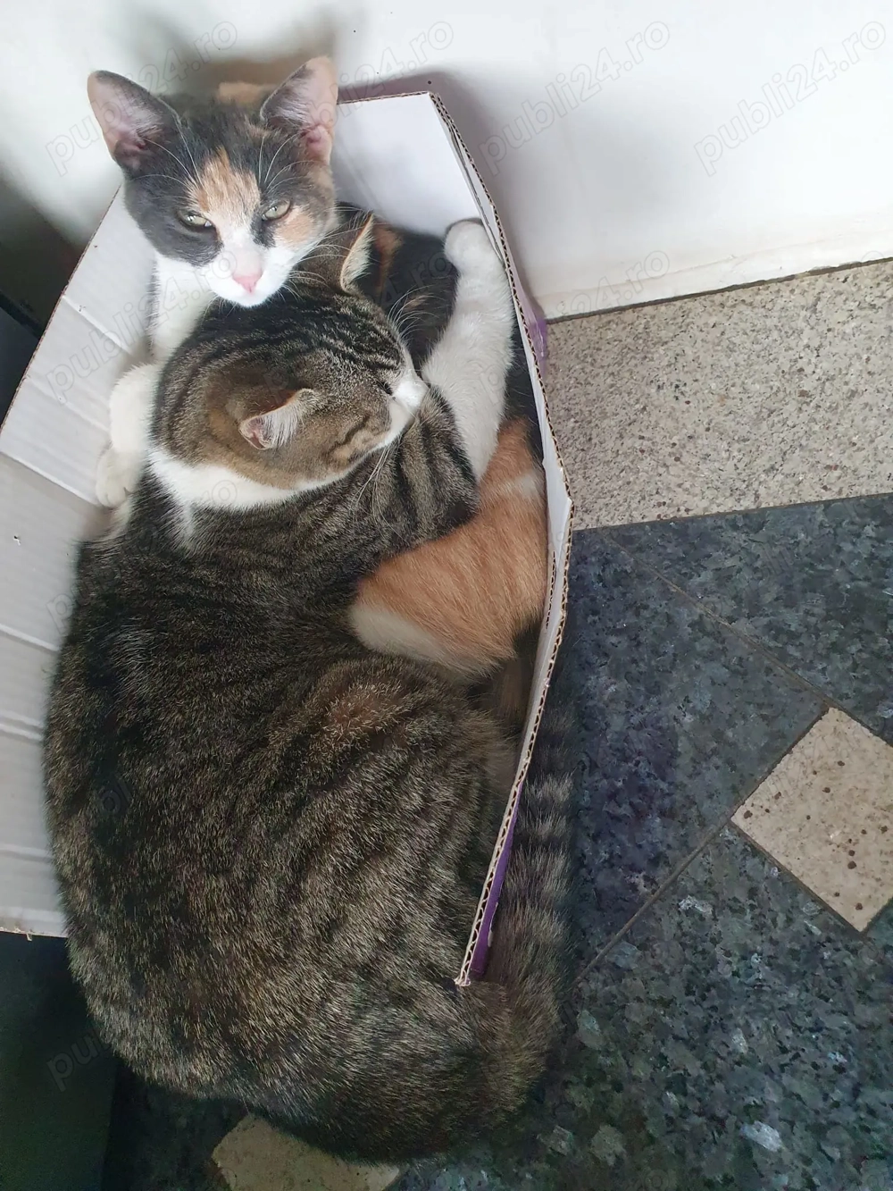 Dorim...o schimbare...de domiciliu!