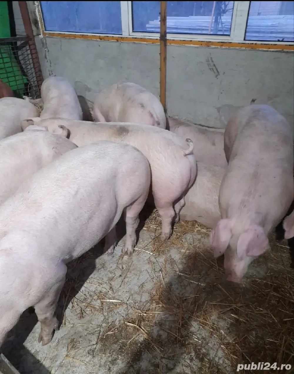 Purcei rasa  de carne