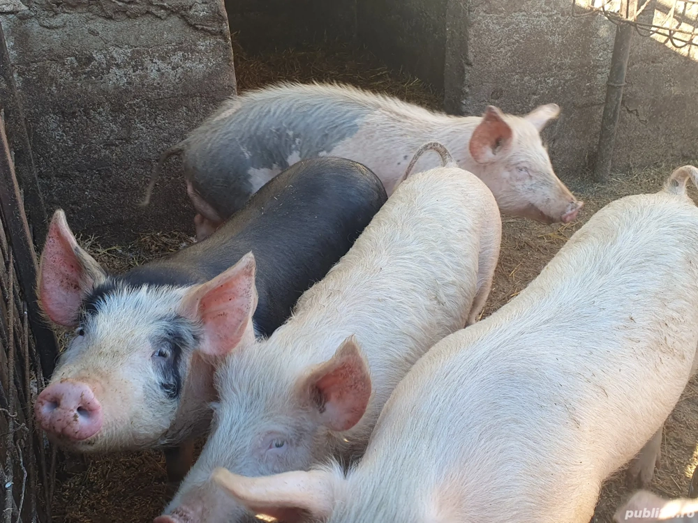 porci și purcei de vânzare 