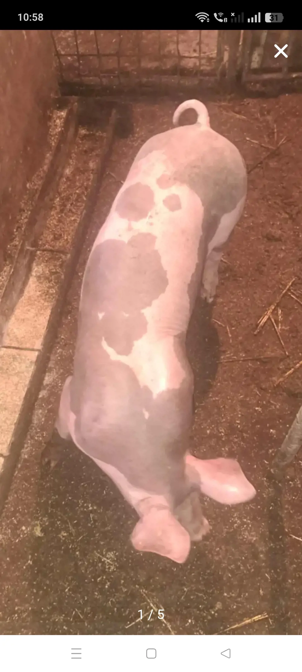 Șoldan Pietrain de îngrășat ,60 kg !!