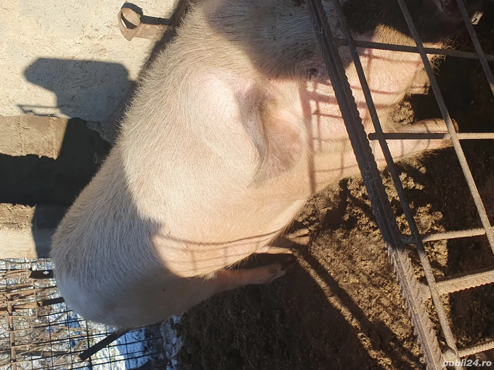 porc de vânzare 