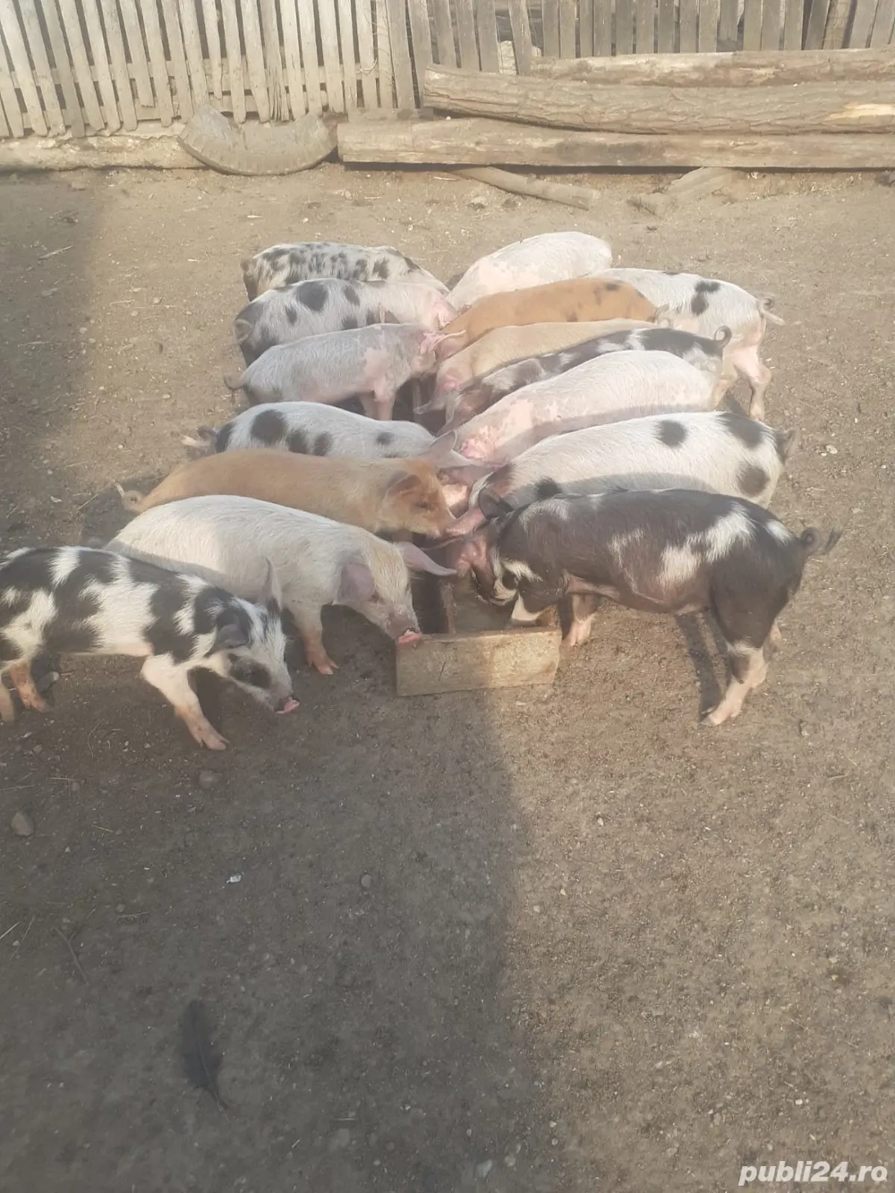 Vând purcei românești