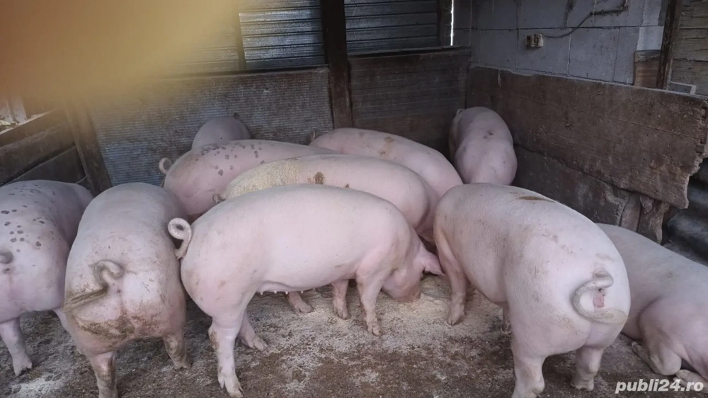 Vând șapte porci grași 