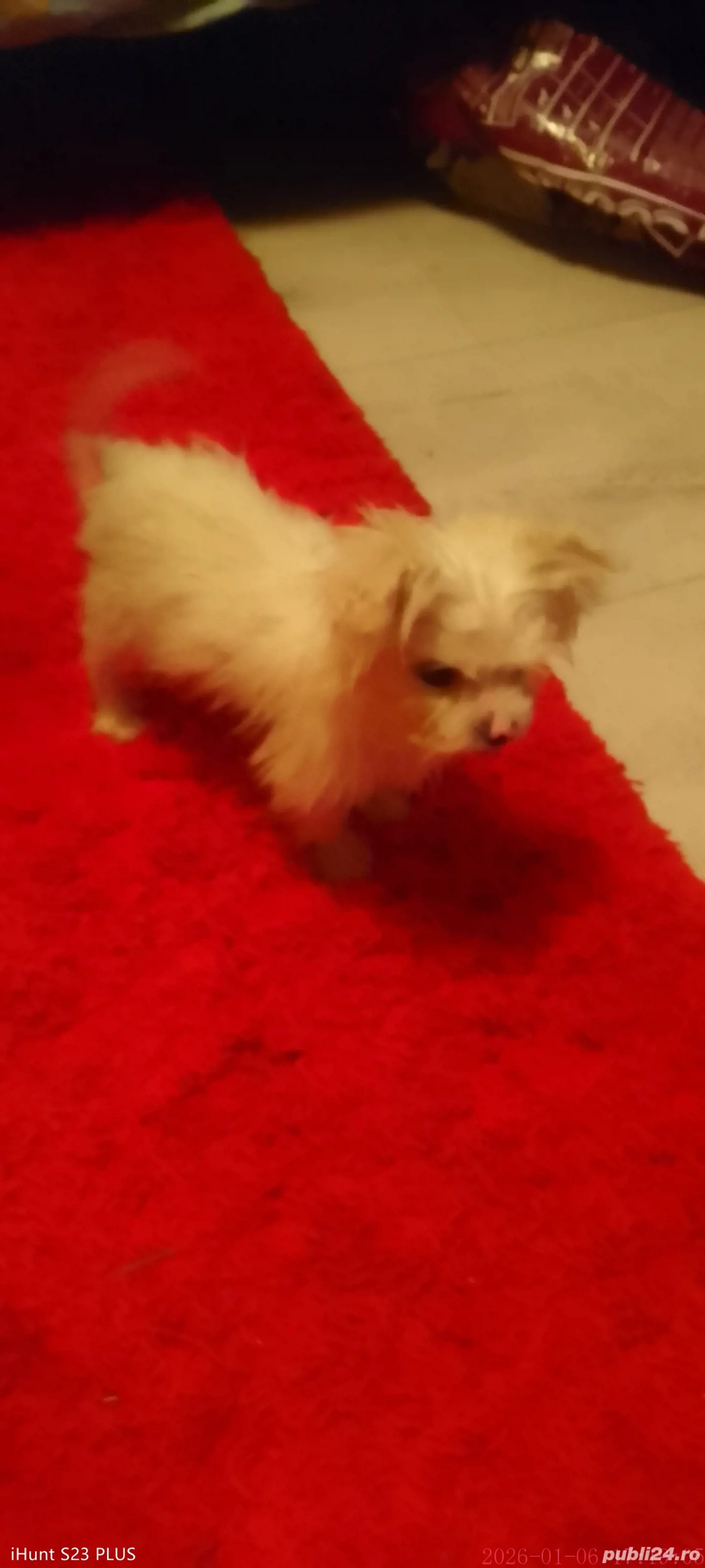 Bichsoni frumusei si jucausi deparazitați au 8 saptamani