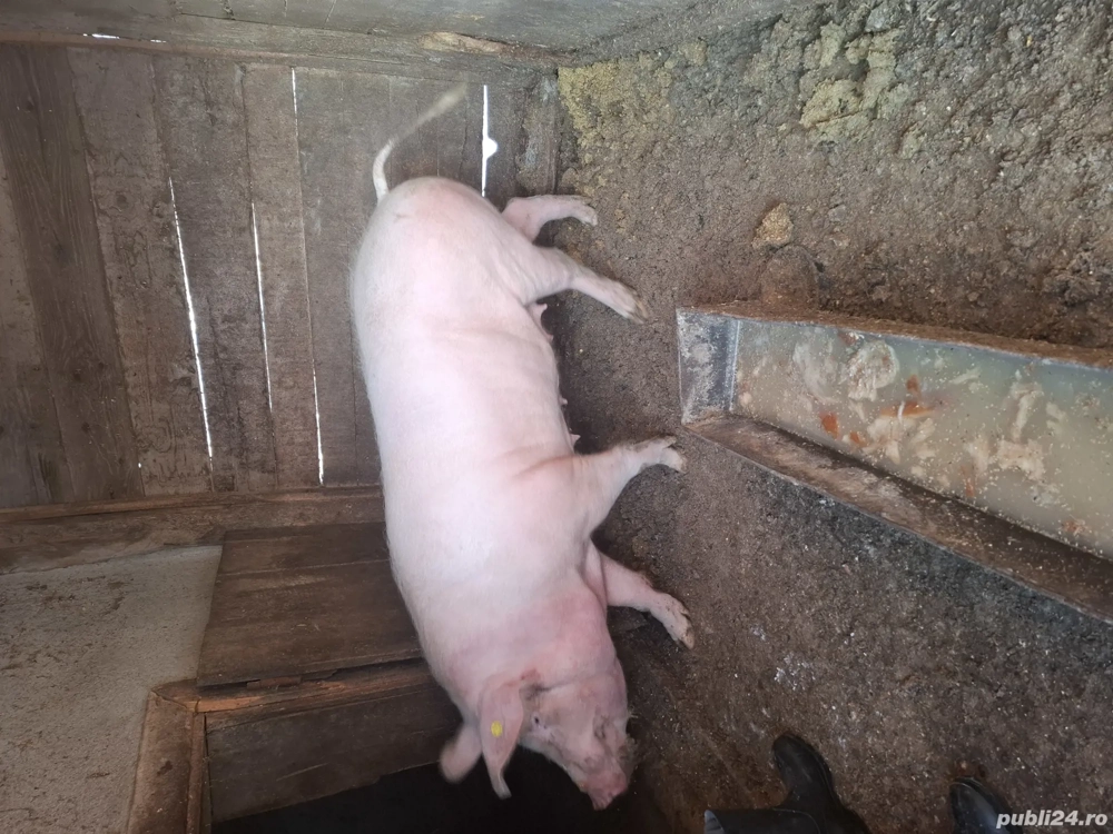 Vand crofita pentru taiat