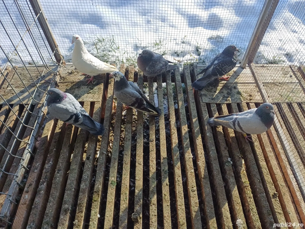 vand porumbei voiajori