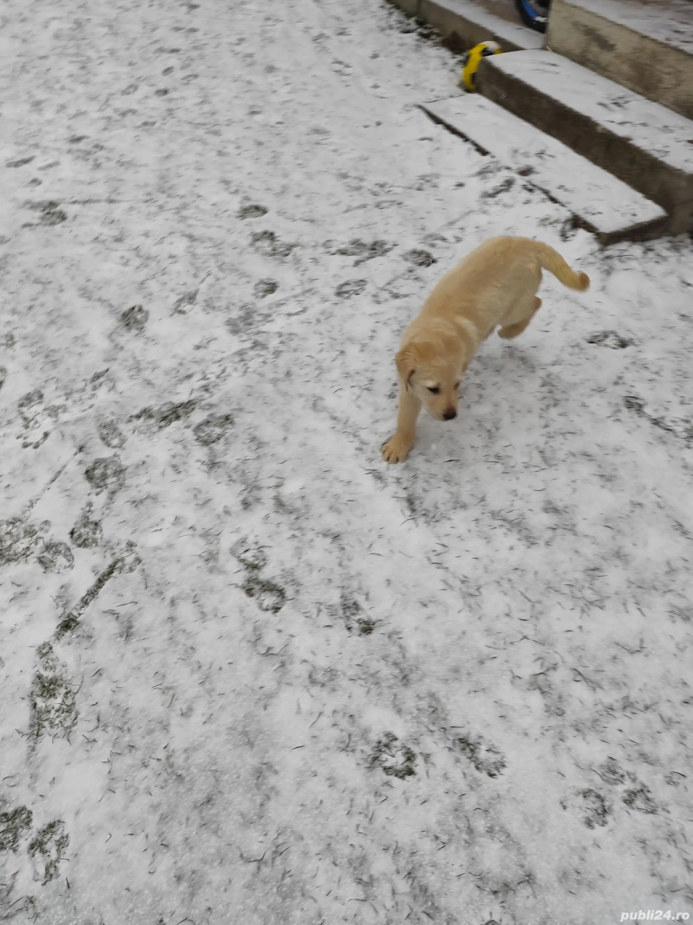 Pui Labrador retriever 