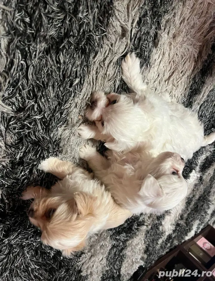 Catei Bichon de vanzare-Bacau  