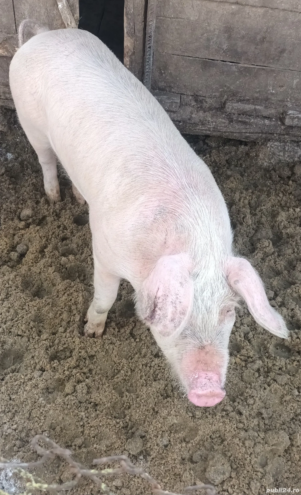 Vând scrofiță pentru montă 