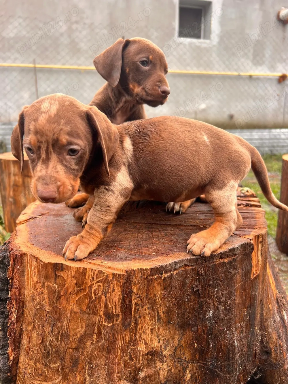 Femela teckel ,8 saptamani 