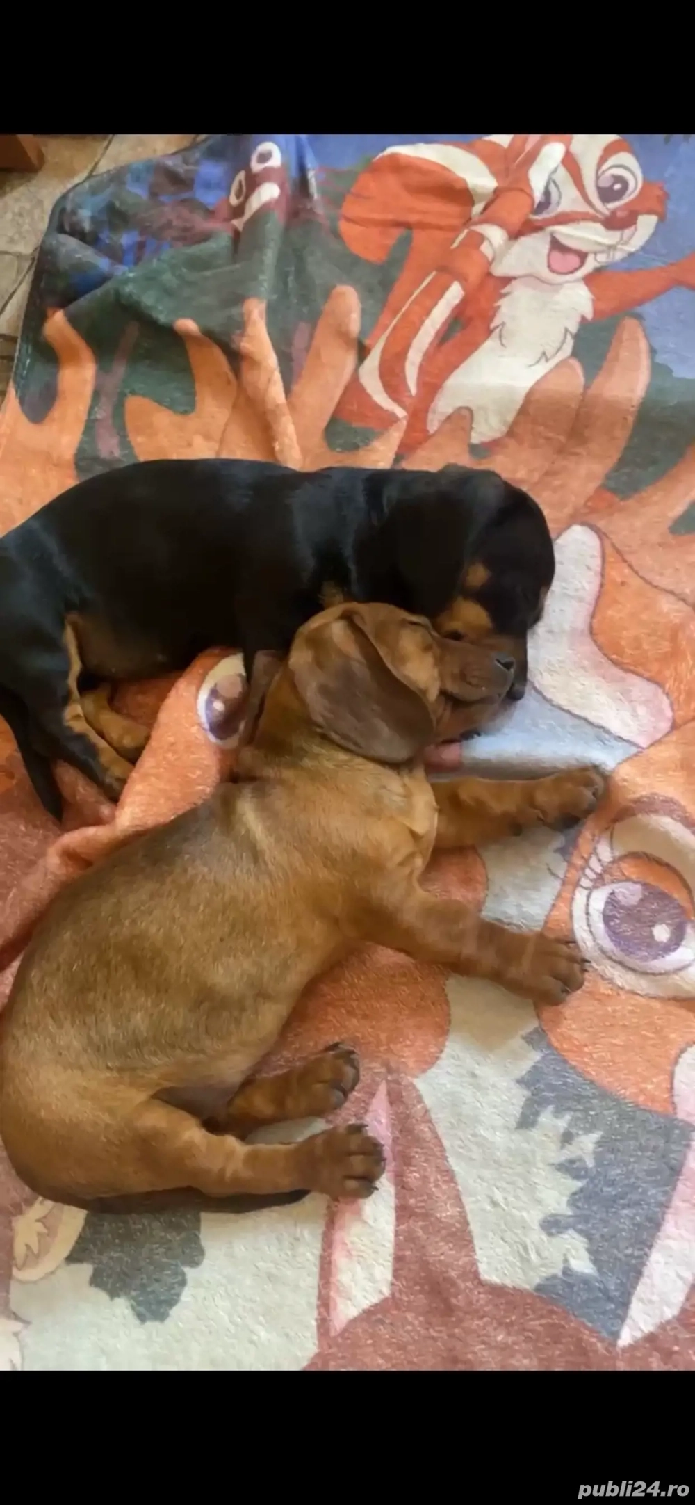 Teckel băiat și fetita