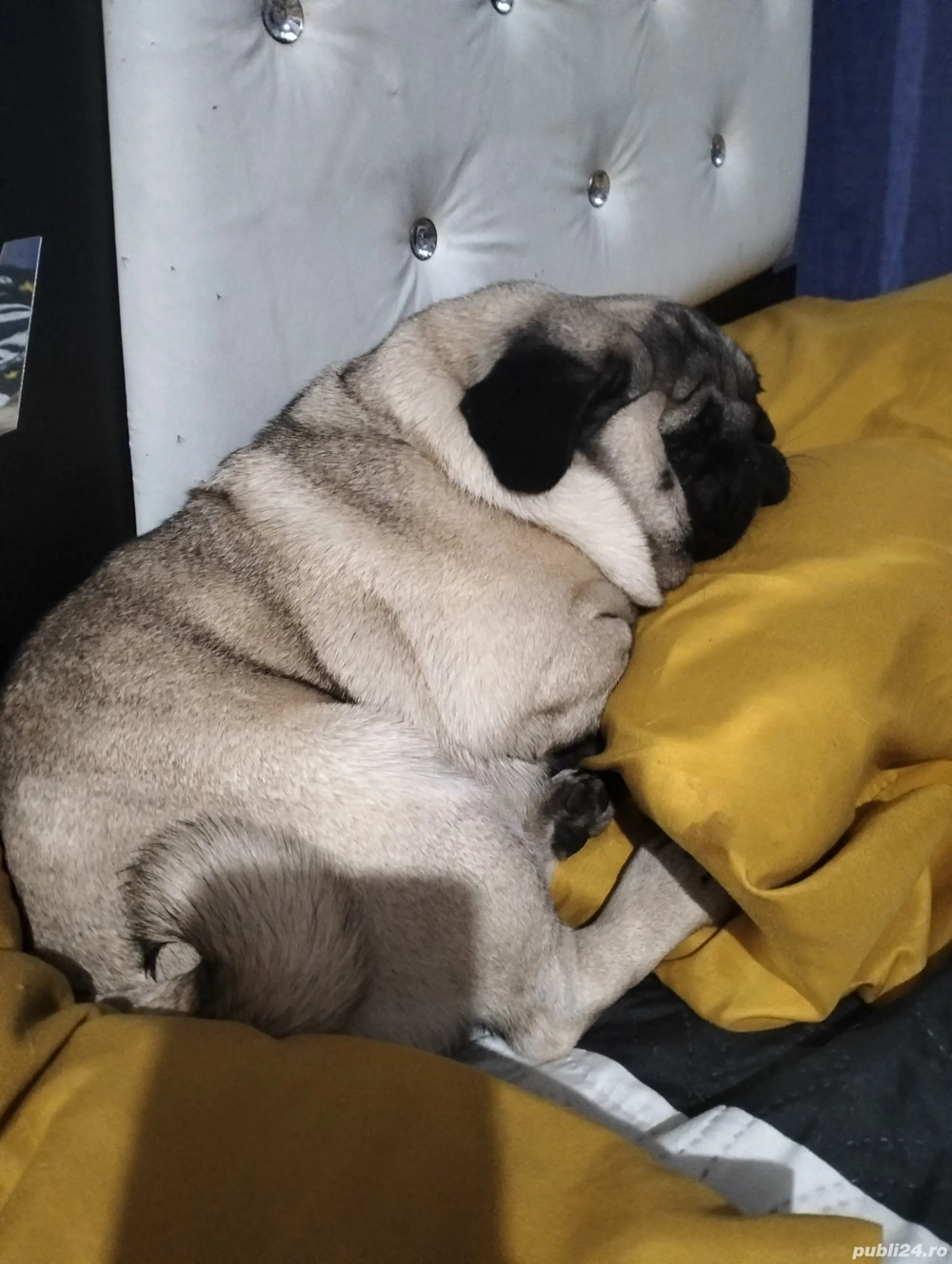 cine o doreste sa imi scfie 