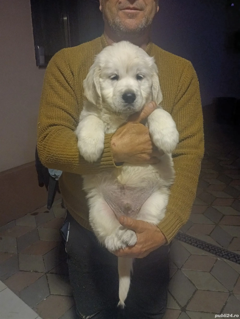 Pui Golden Retriever cu Pedigree FCI