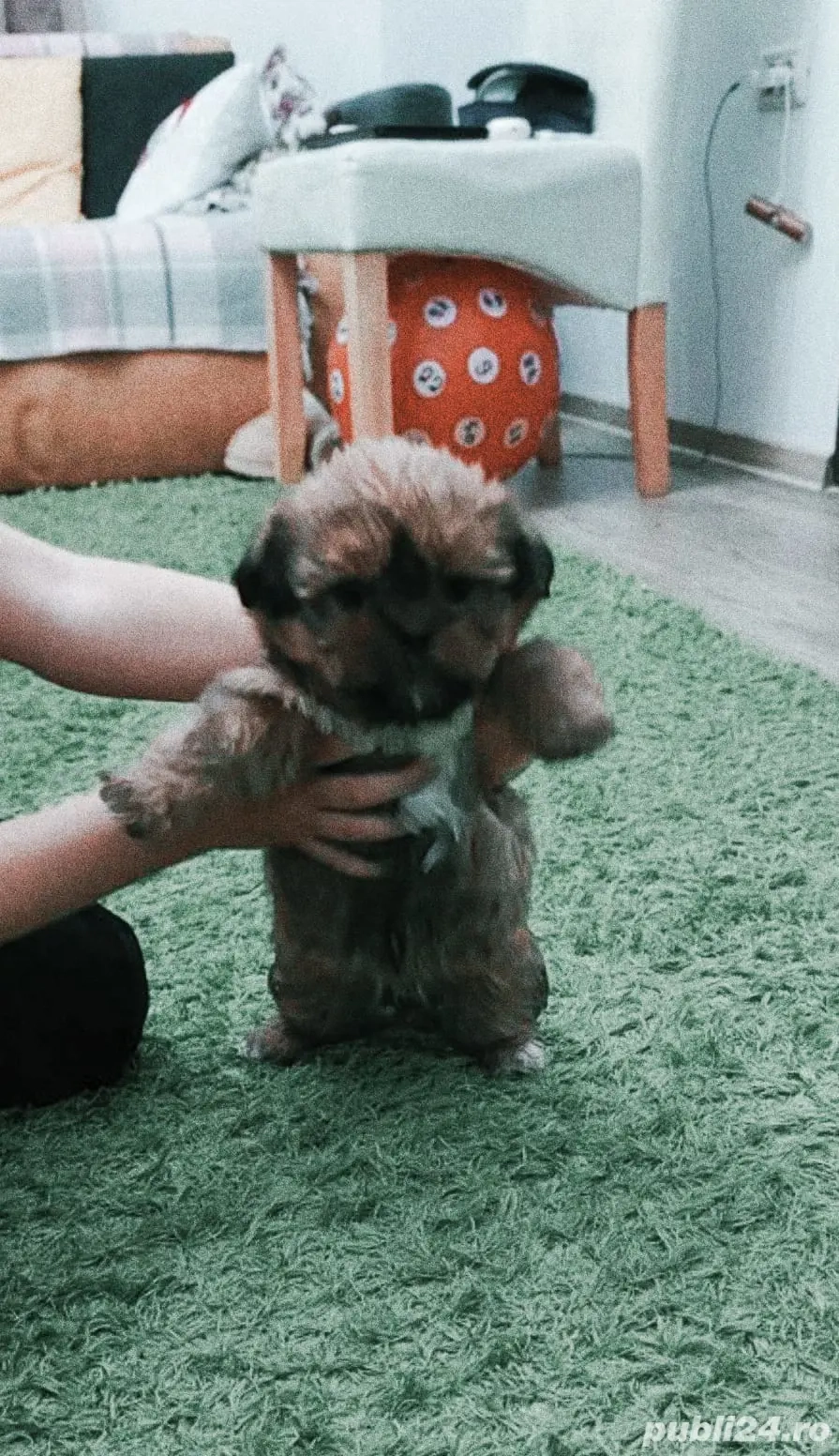 shih tzu băiat ajut cu transport în țară contra cost