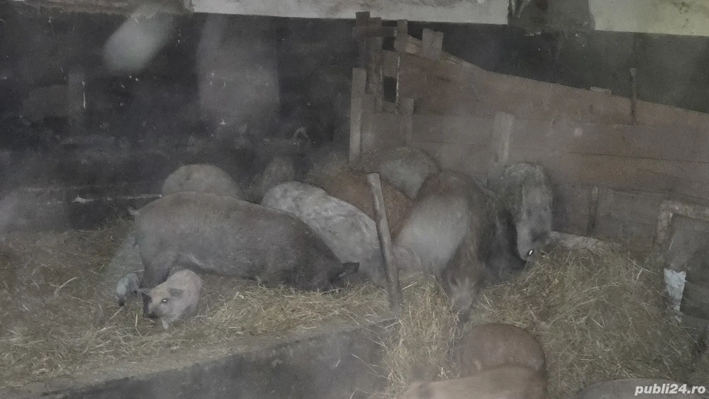 Vand porci mangalita