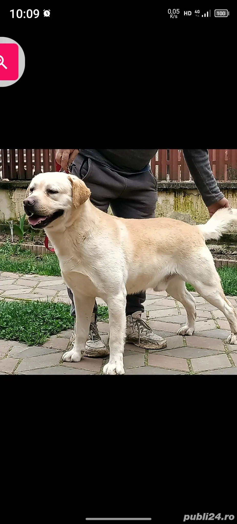 Labrador Romania Campion 