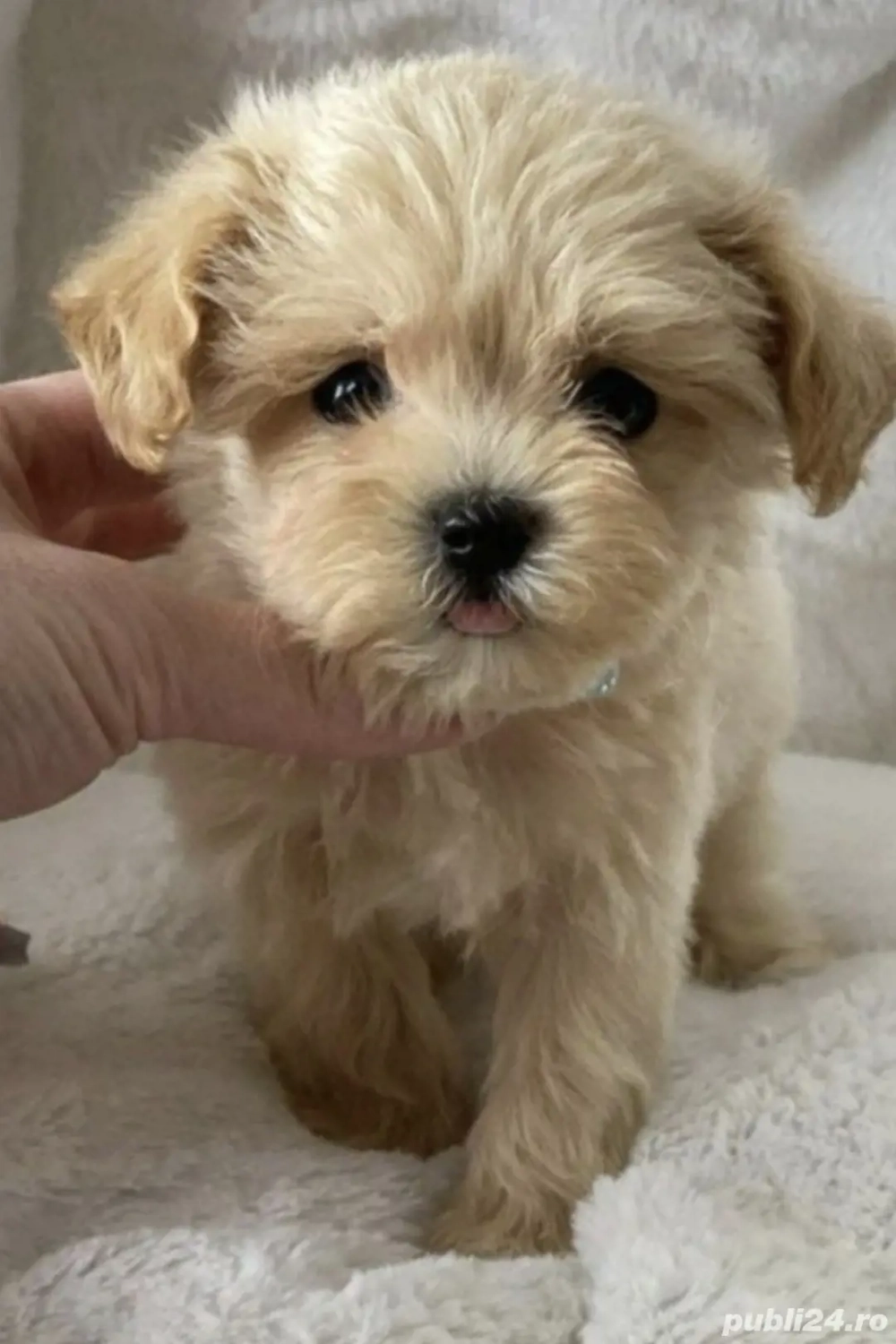 Bichon Havanez talie mică 