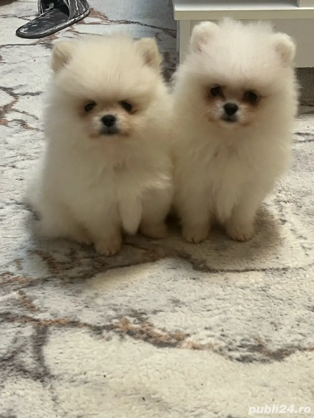 Pui pomeranian 