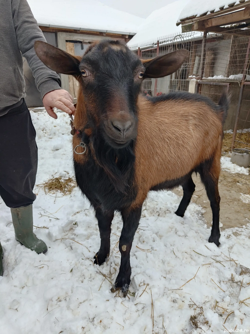Vând Țap Alpin Francez 