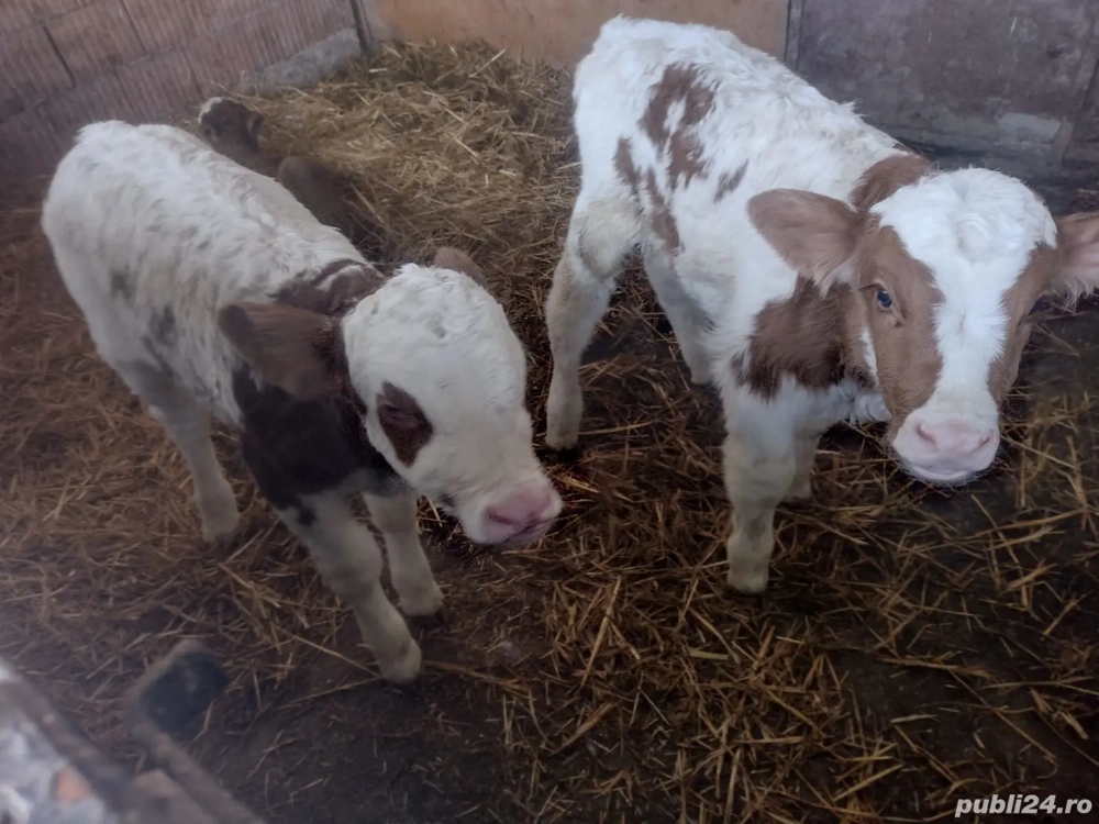 Vitei baltata romaneasca +vaca de abatorizat 