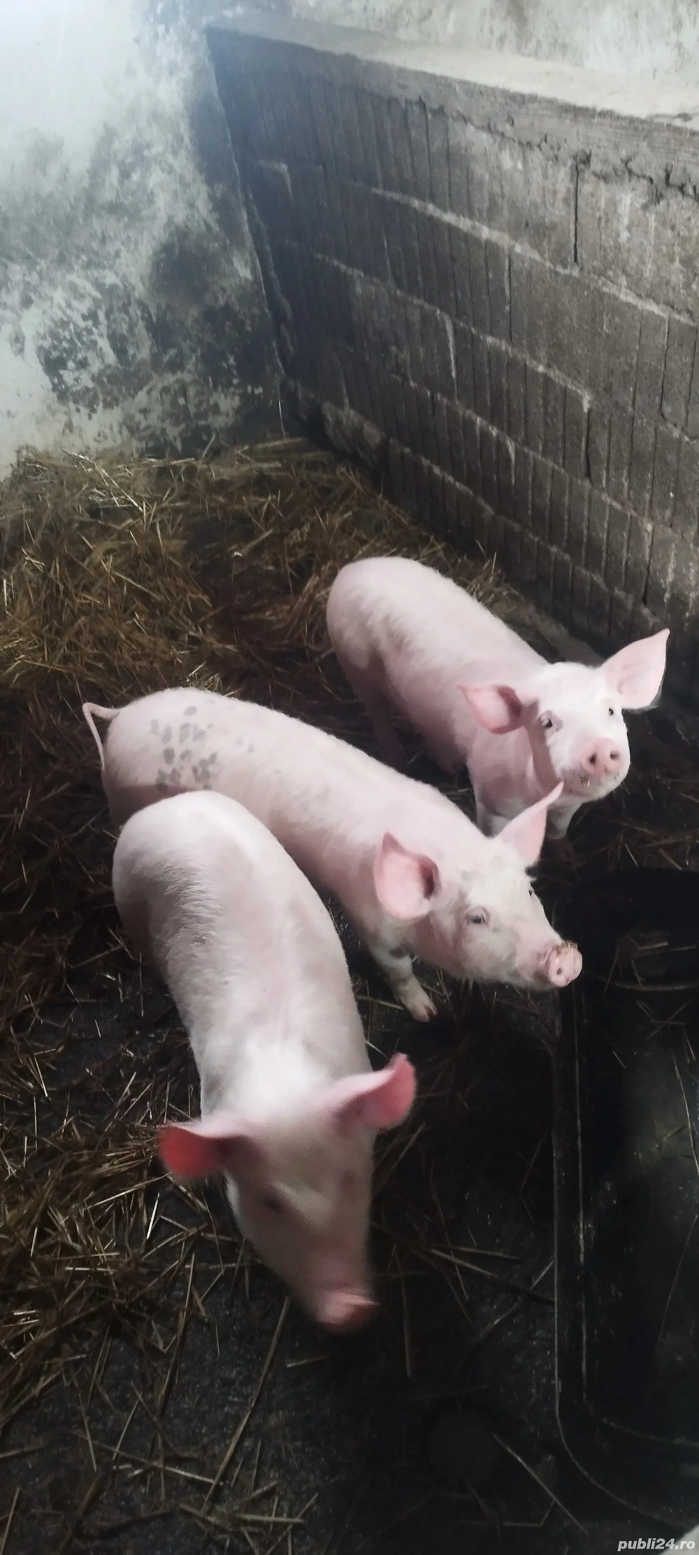 Vând purceii  preț 550 de lei bucată  Nr  
