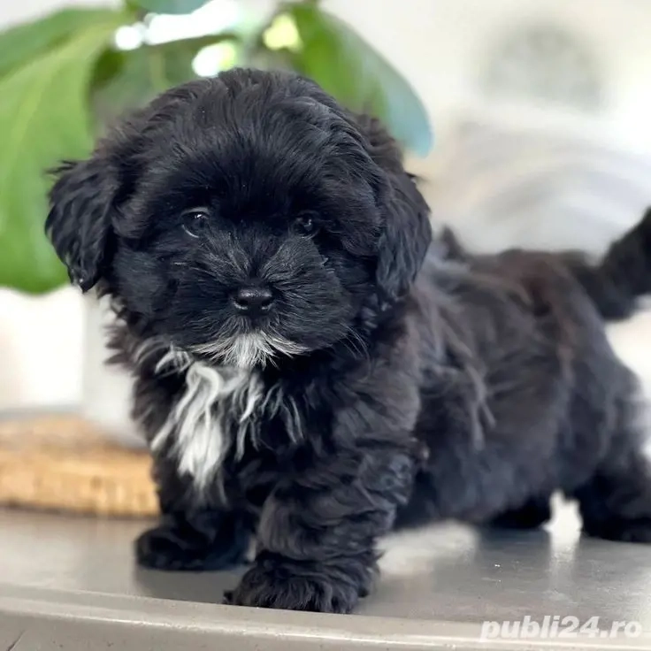 Bichon Maltez Black
