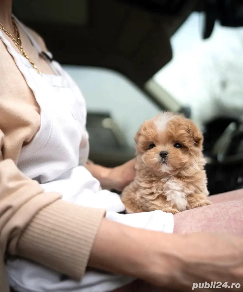 Maltipoo Mini Toy