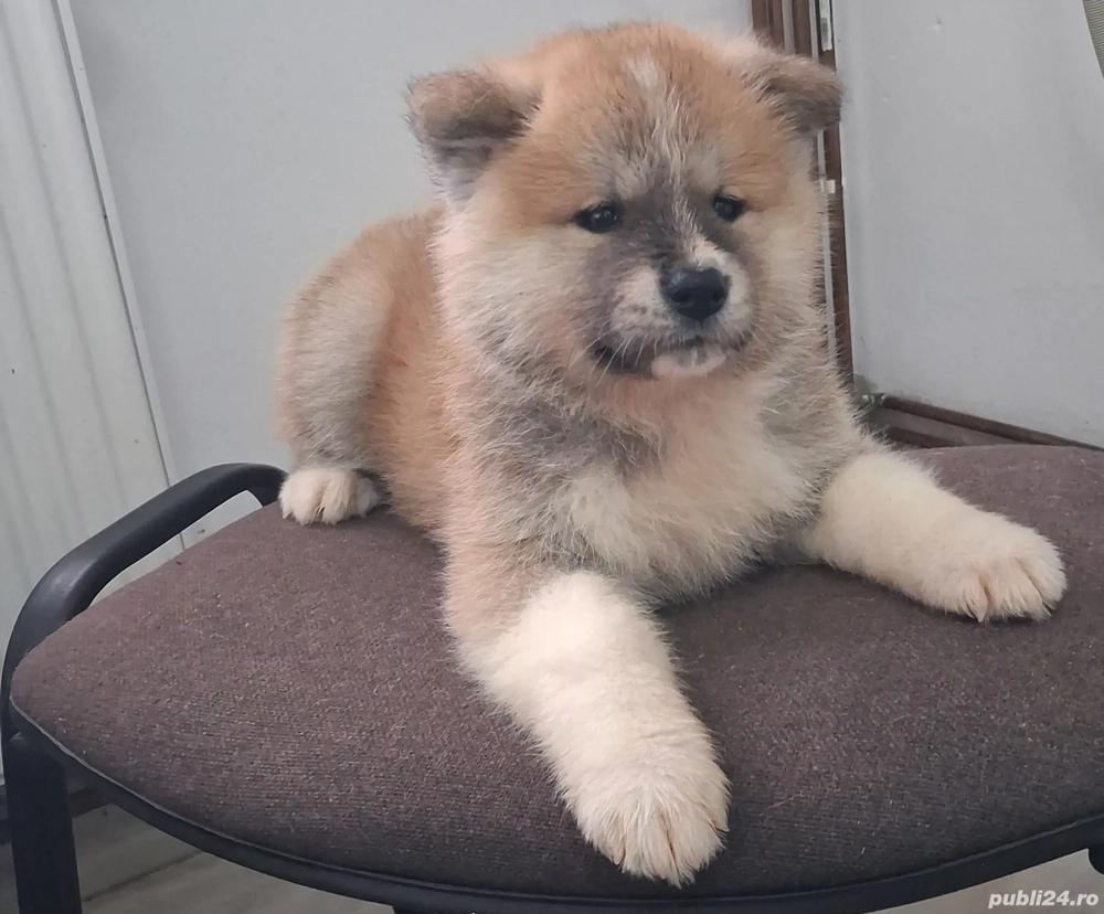 Catei Akita Inu