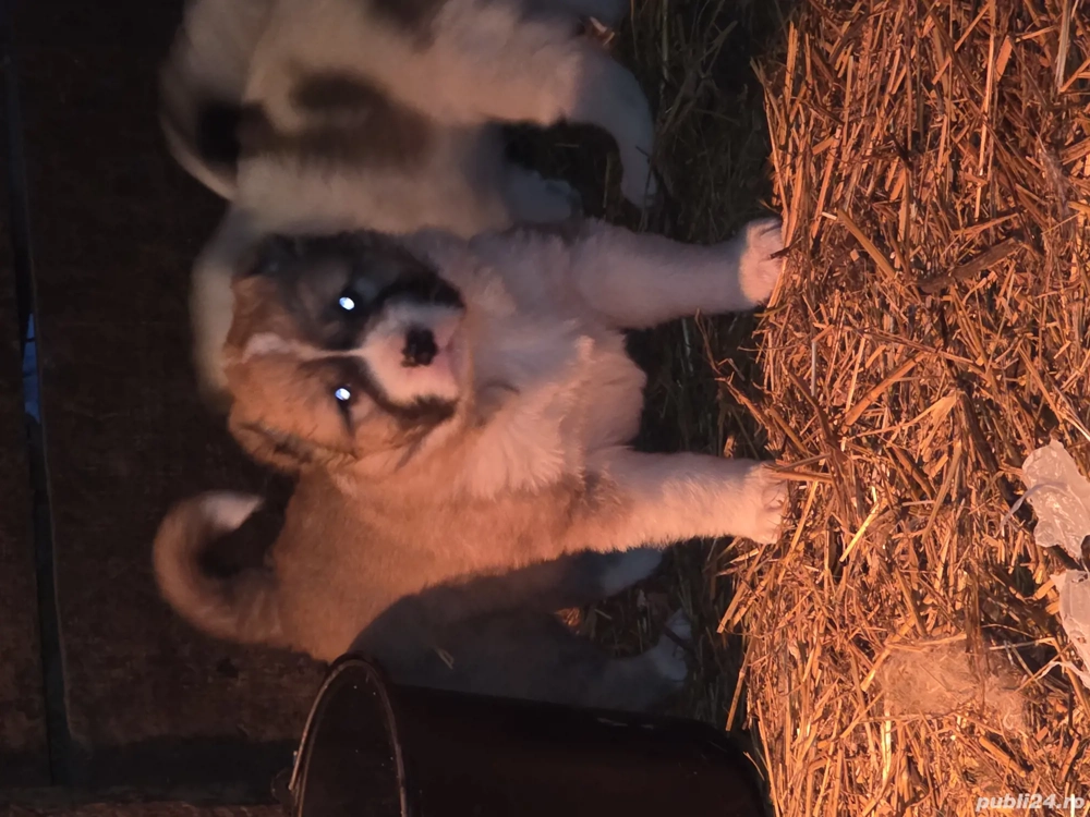 Catelusi asia centrala rasa pura 