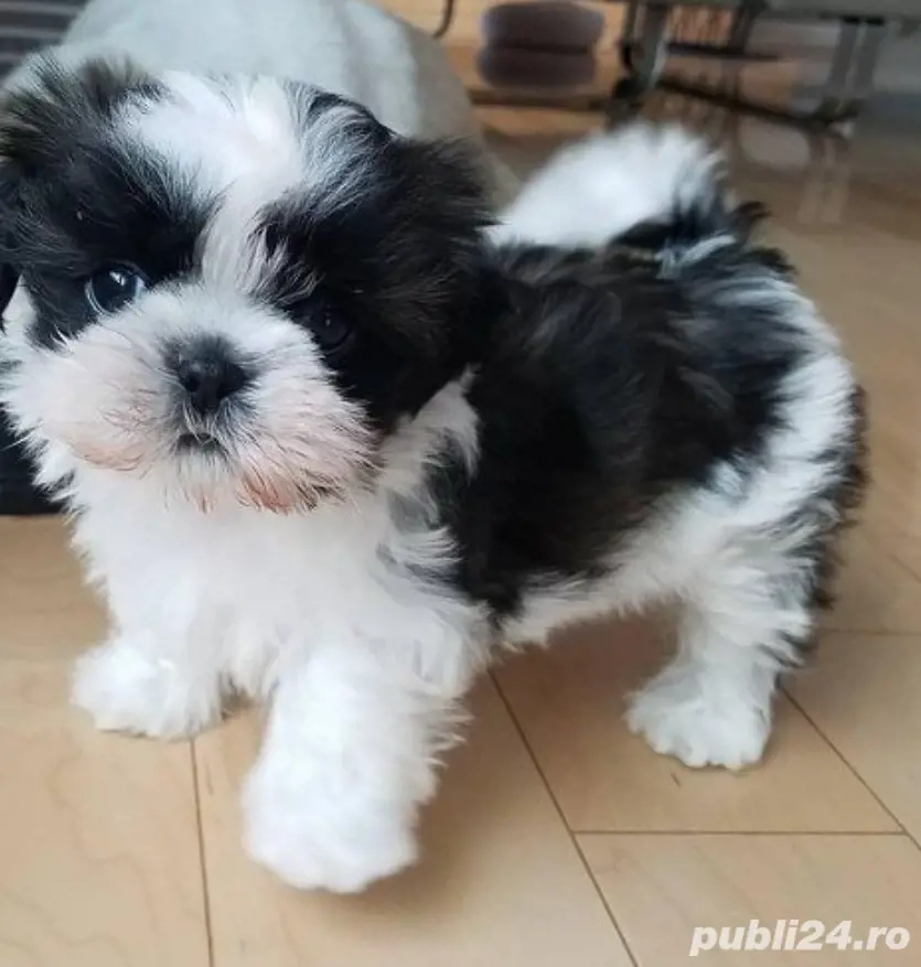 Shih-tzu talie mica