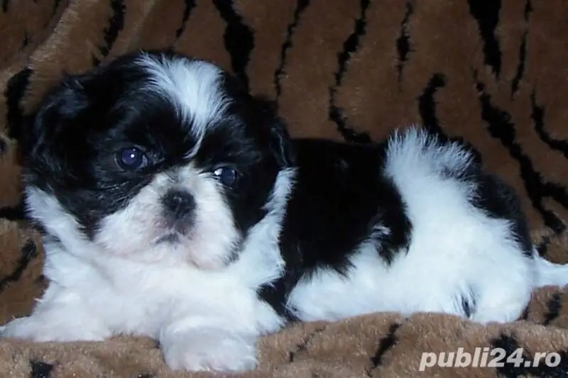 Shih-tzu talie mica