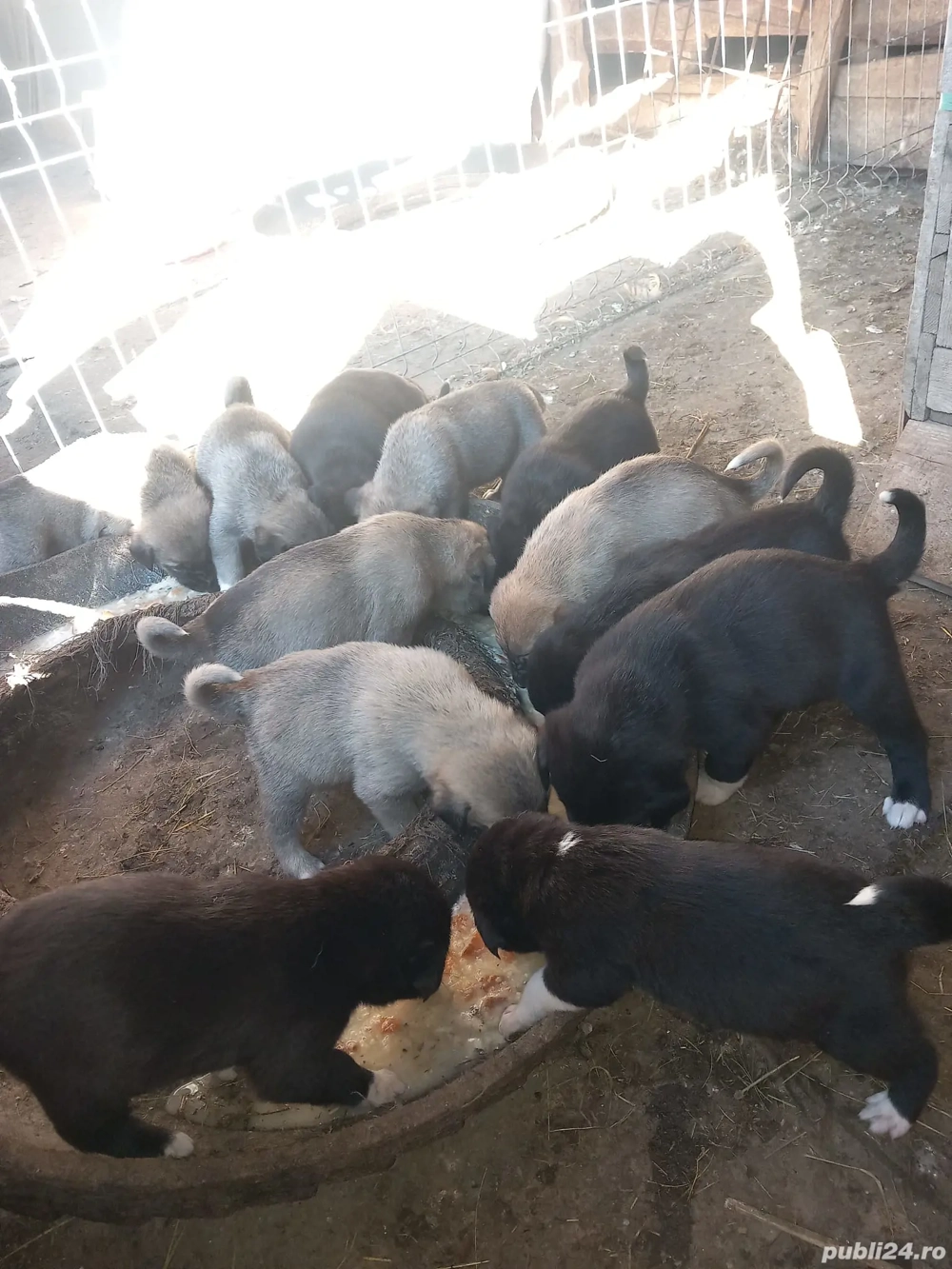 Căței - mama kangal, tată Asia Centrală 