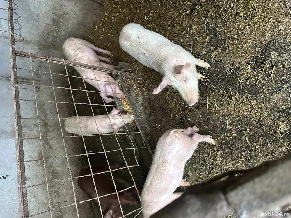 Vând grasuni rasa marele alb