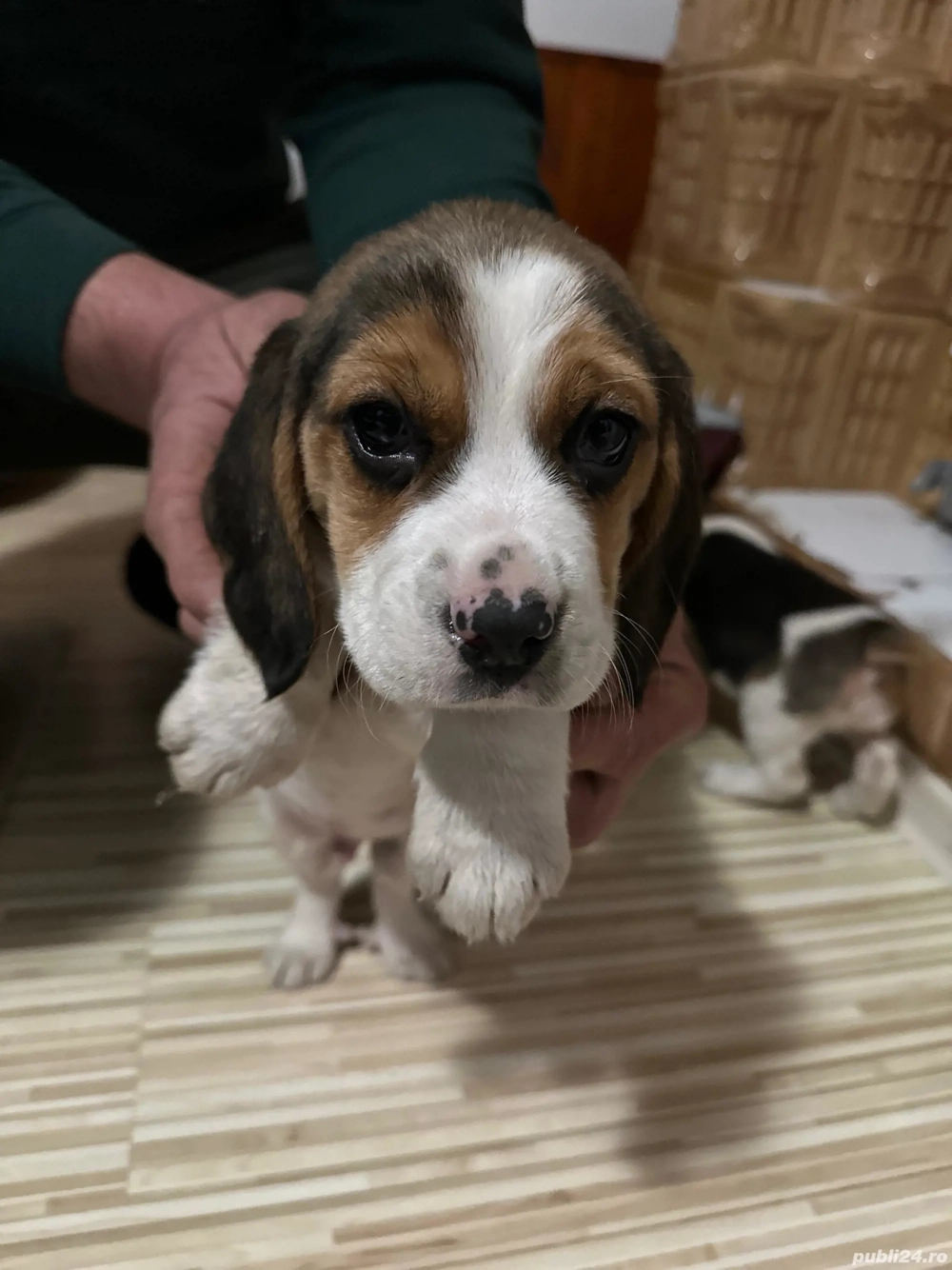 Căței beagle 