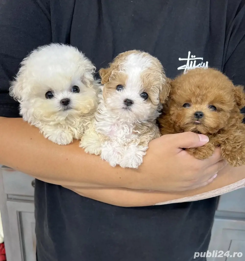 Maltipoo Toy ,Exemplare desoebite ! 