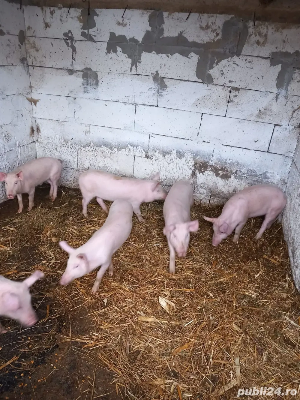 vand purcei 600 lei bucata negociabil