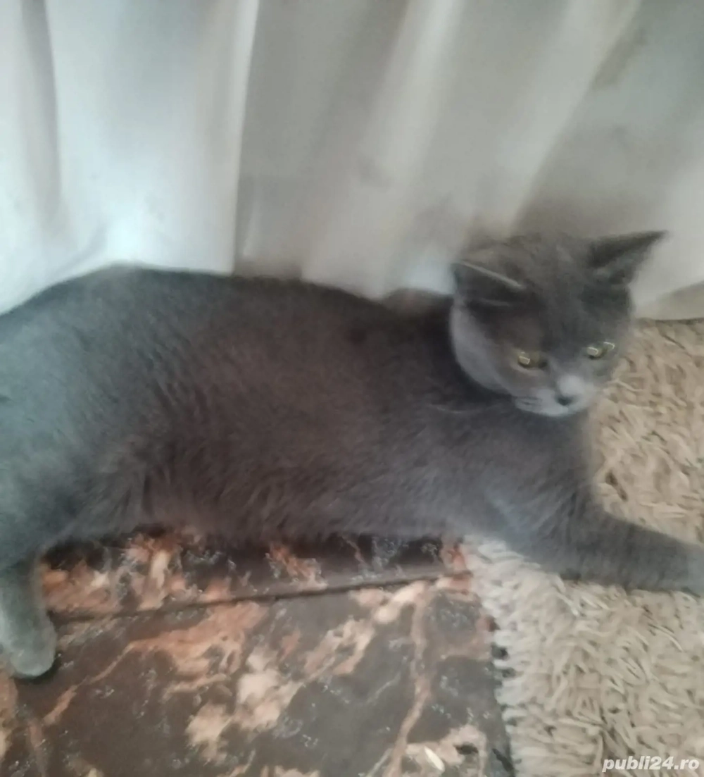 vanzare pisica