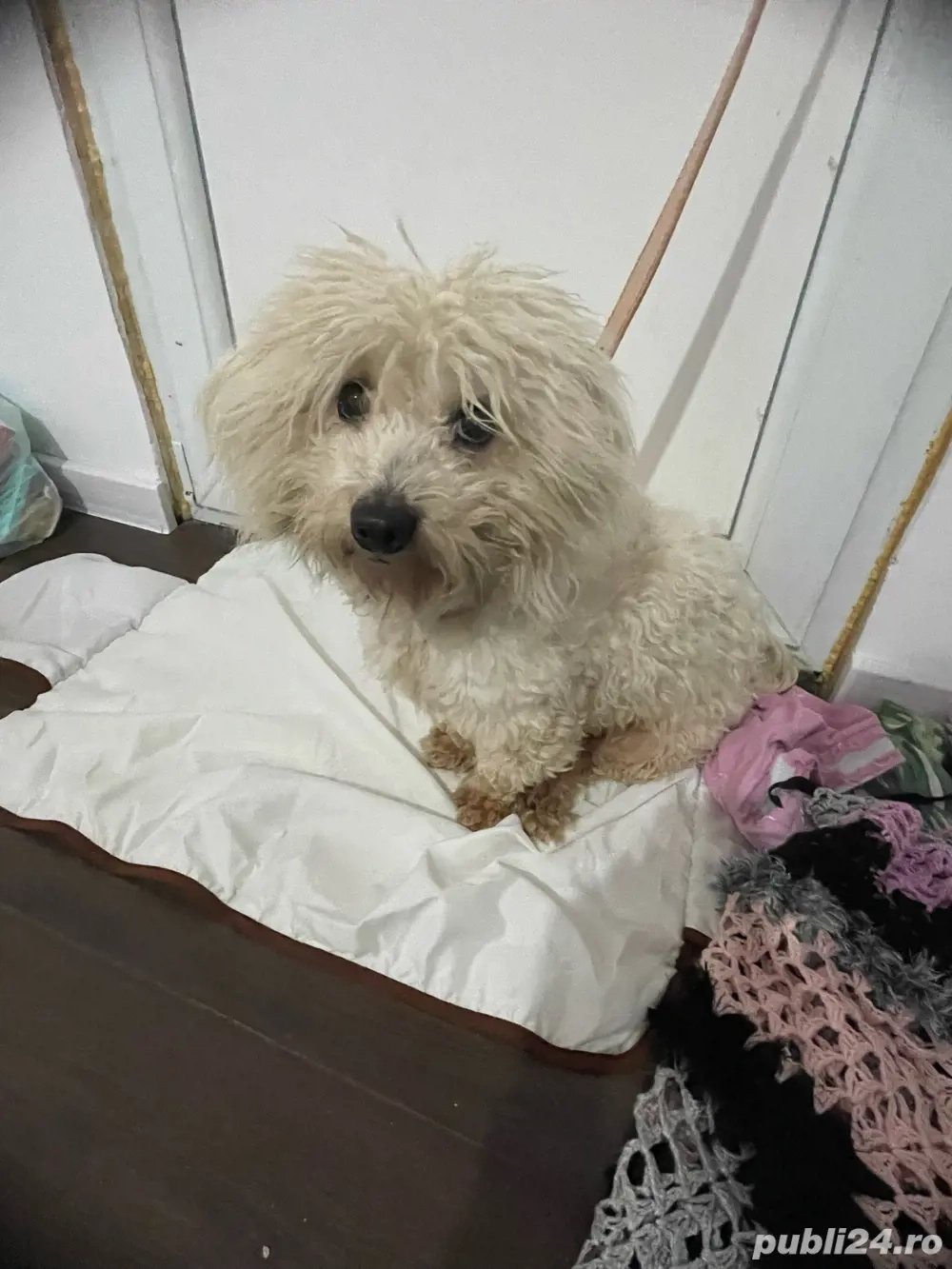 câine Bichon Maltese