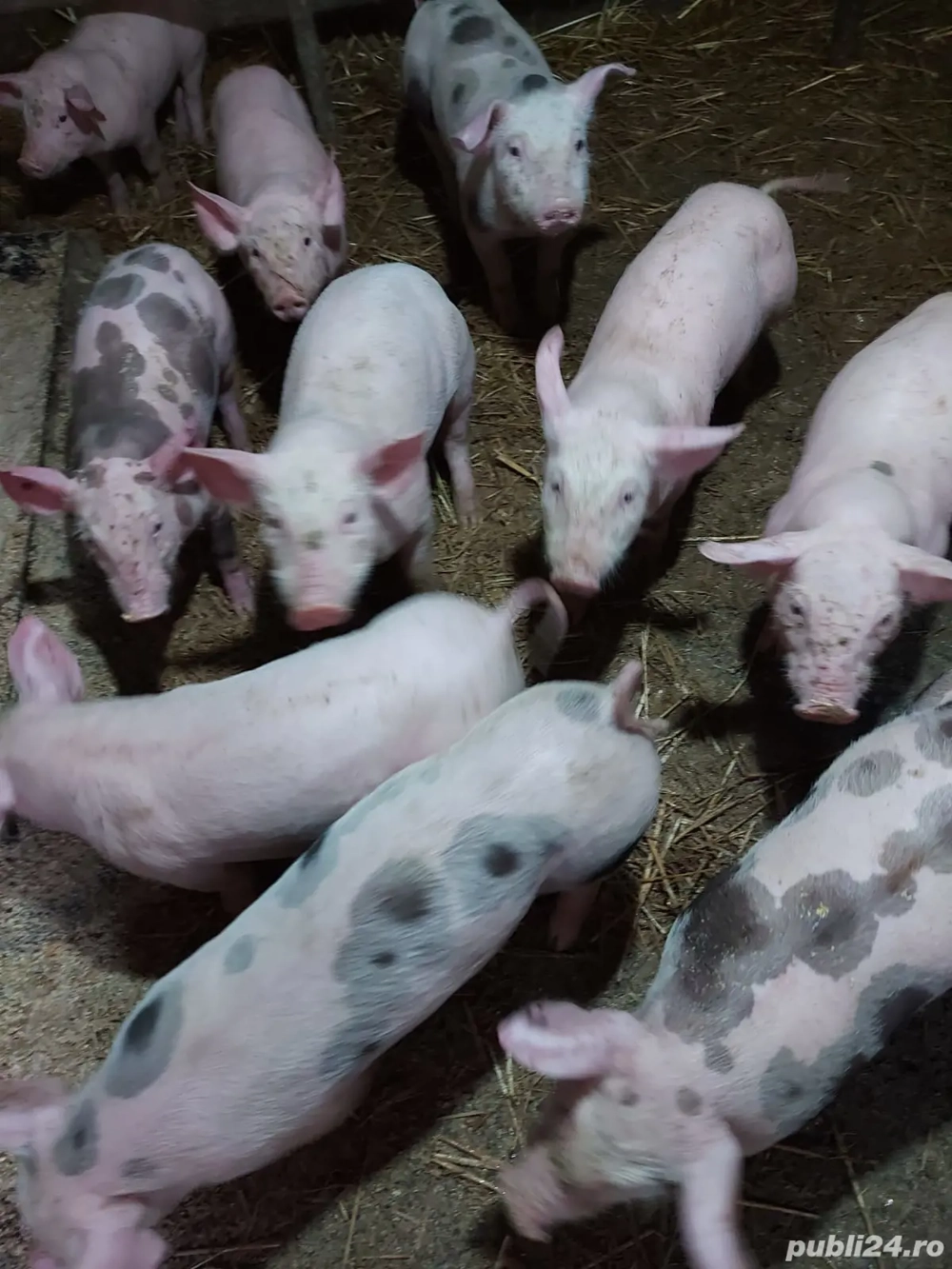 Purcei de vânzare 
