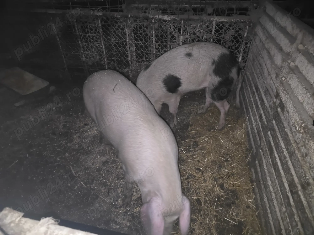 Vand porci 90 - 100  kg