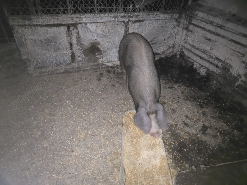 Vand Porc rasa Duroc 70 kg