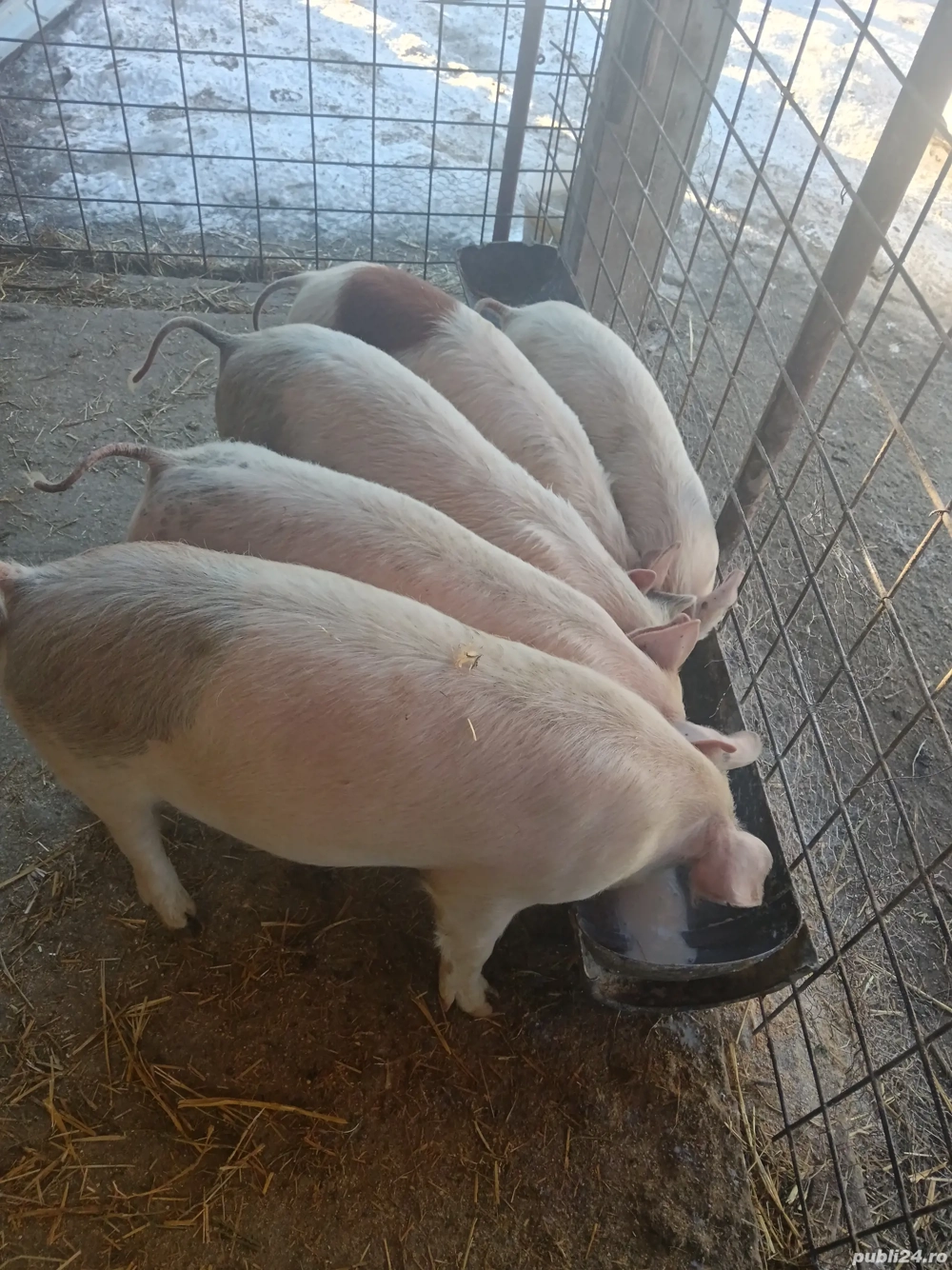 3 grăsuni disponibili 