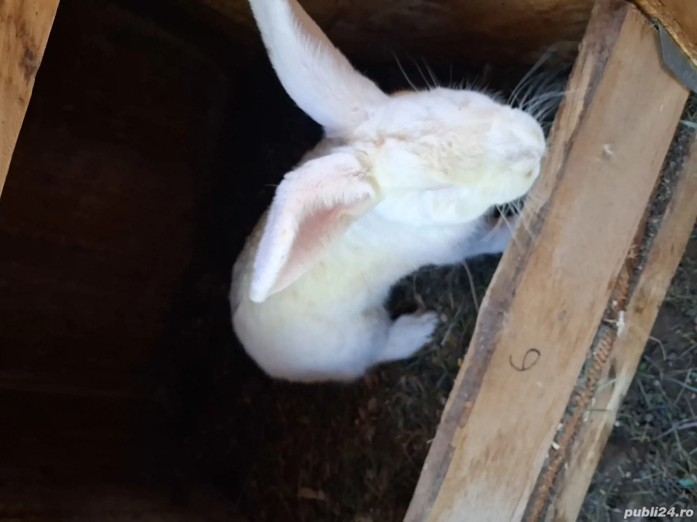 oferta iepuri hycole francez 