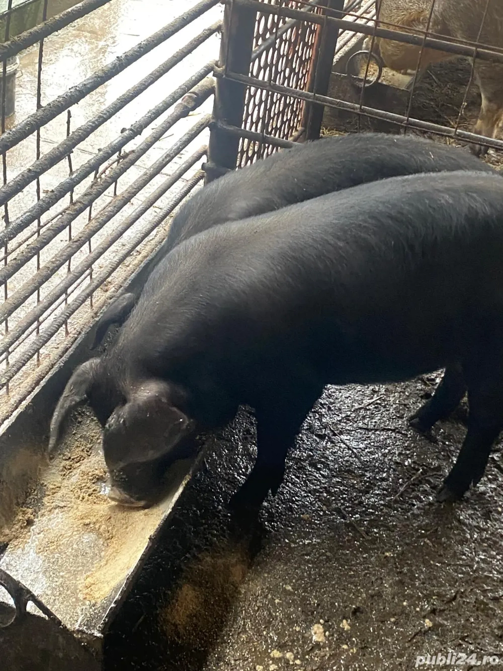 Vind purcei duroc și bazna 