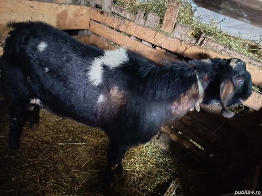 Țap anglonubiana 2 ani