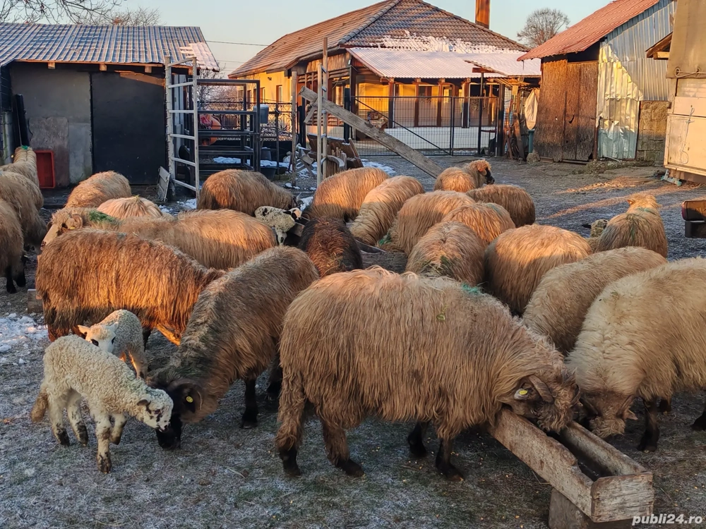 Vând 45 oi fătate  cu miei !